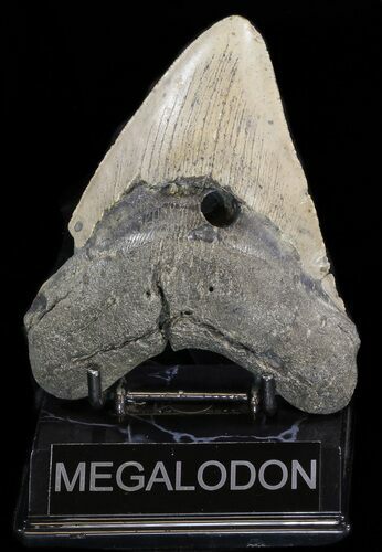 Bargain Megalodon Tooth - North Carolina #38697